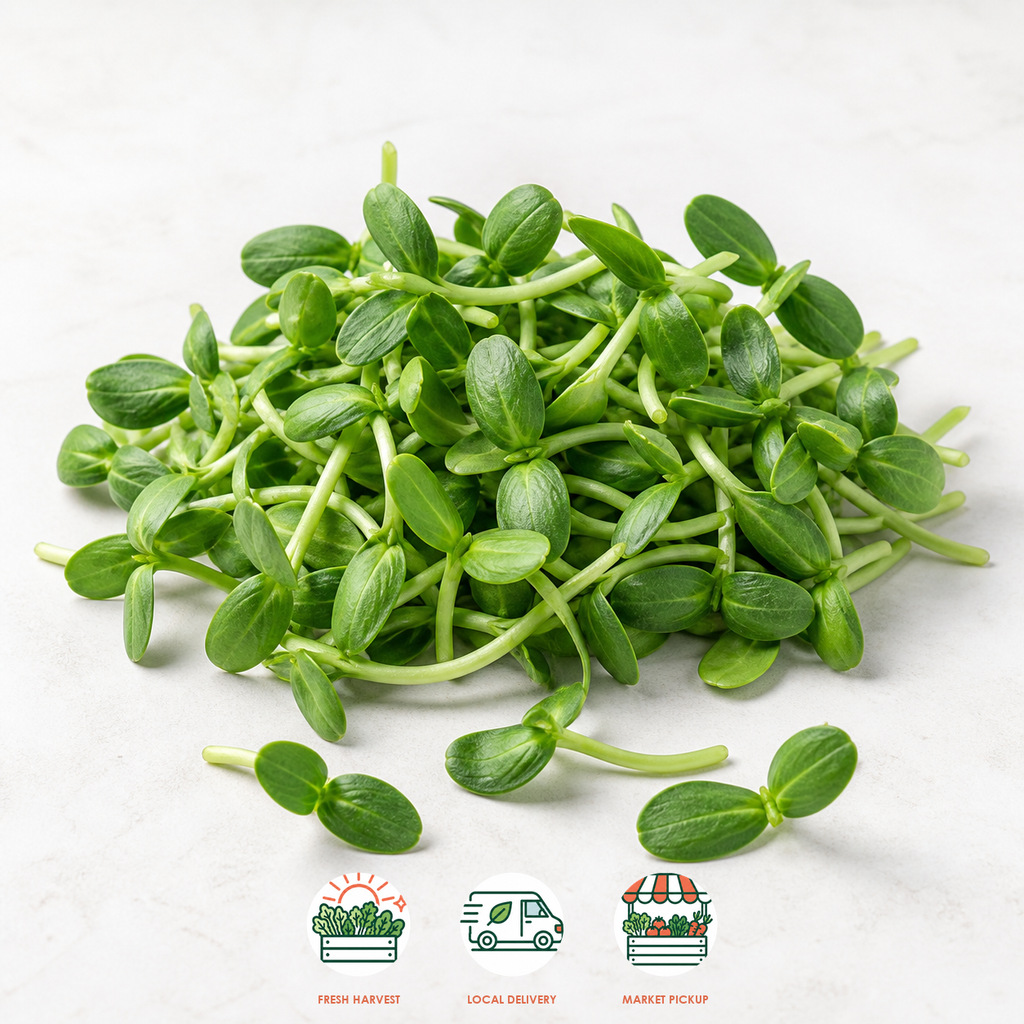 Black Oil Sunflower Shoots
