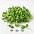 Black Oil Sunflower Shoots