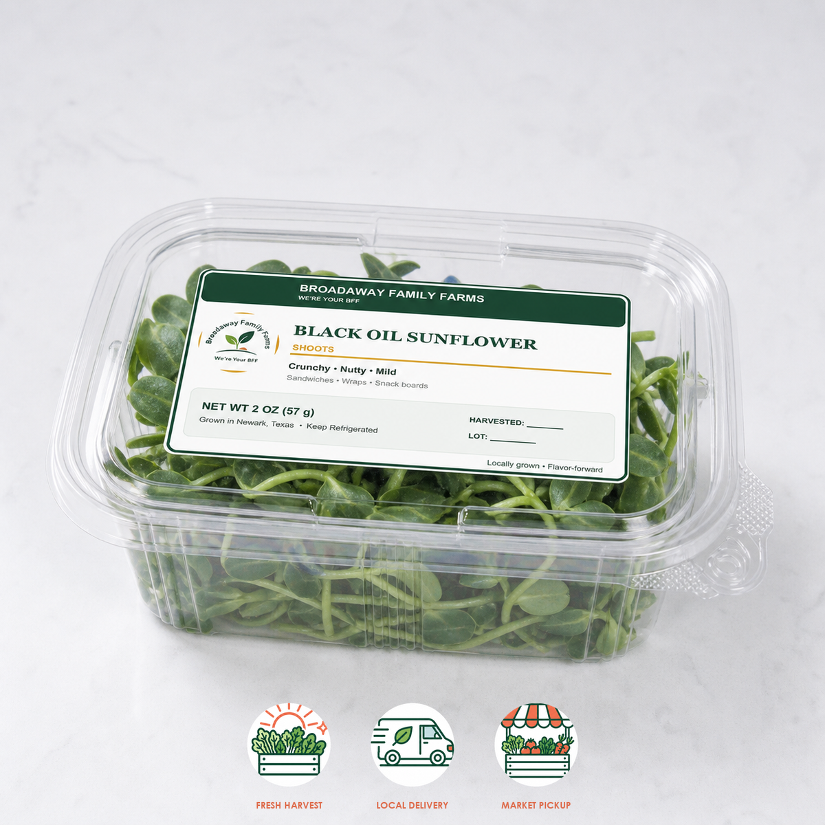 Black Oil Sunflower Shoots