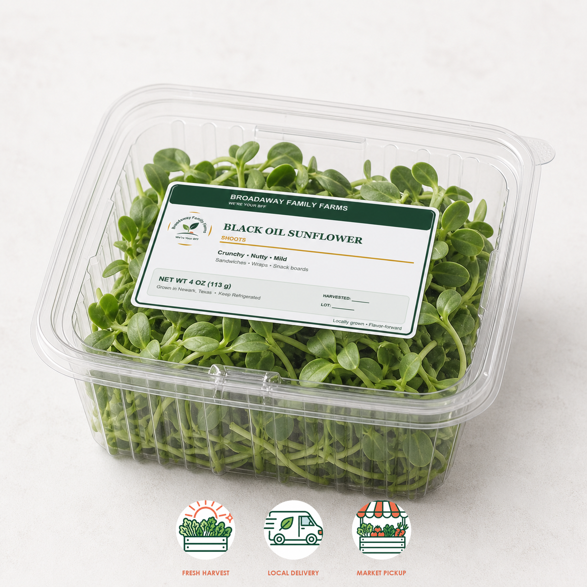 Black Oil Sunflower Shoots