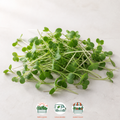 Broccoli Microgreens