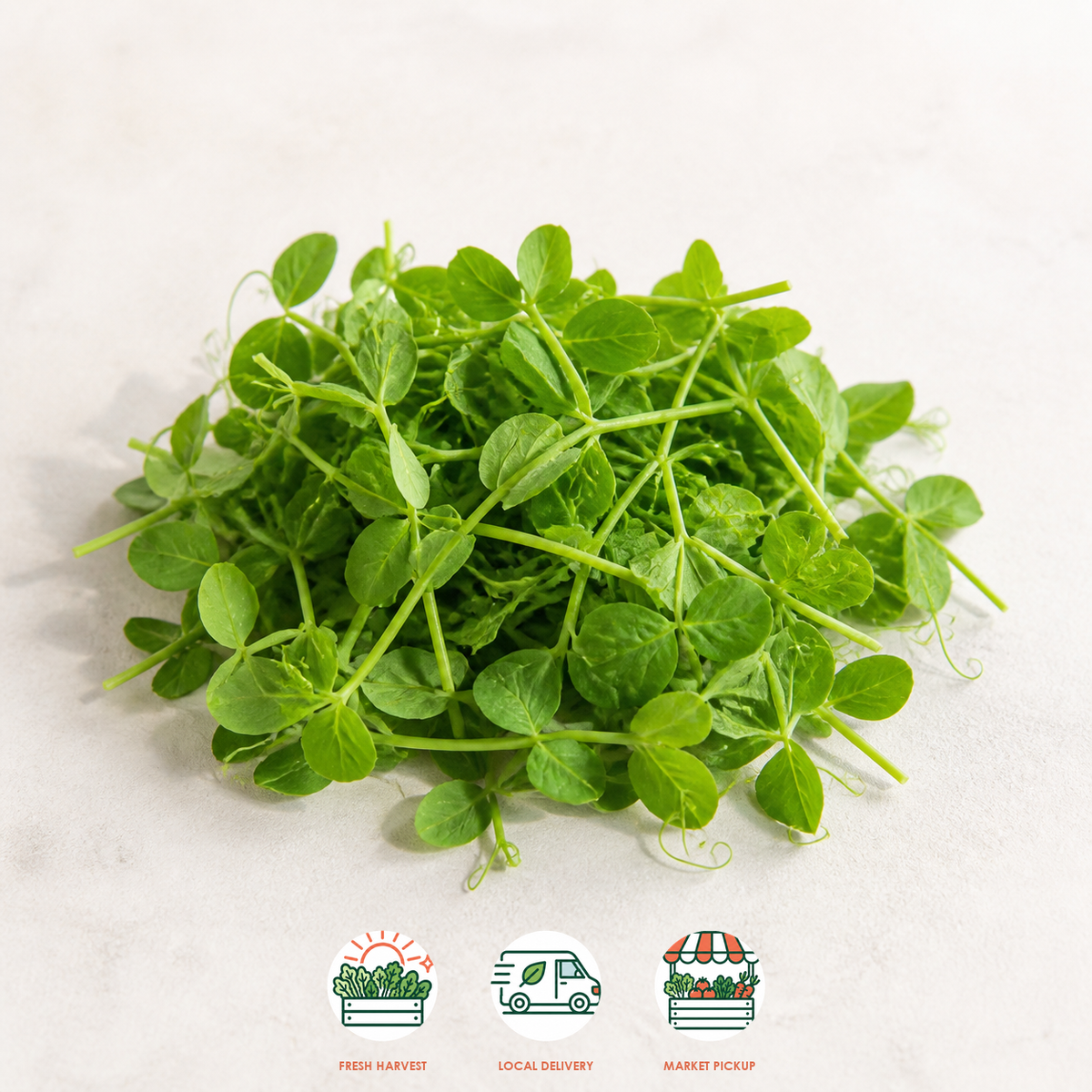Dwarf Gray Sugar Pea Shoots