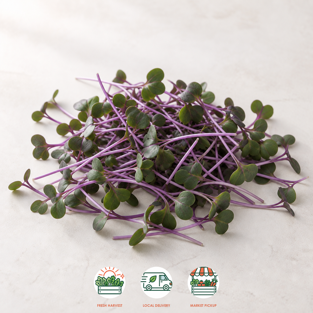 Purple Kohlrabi Microgreens