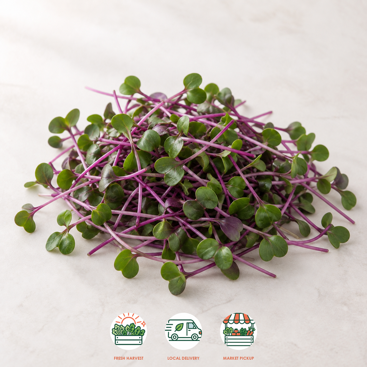 Red Cabbage Microgreens