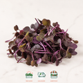 Red Rambo Radish Microgreens