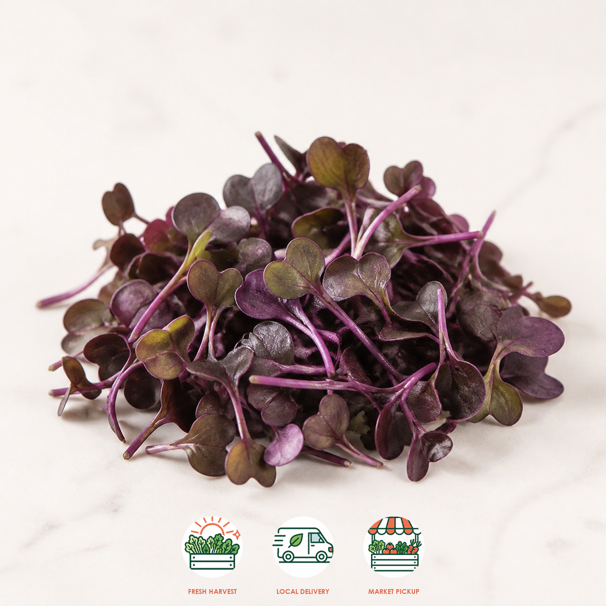 Red Rambo Radish Microgreens