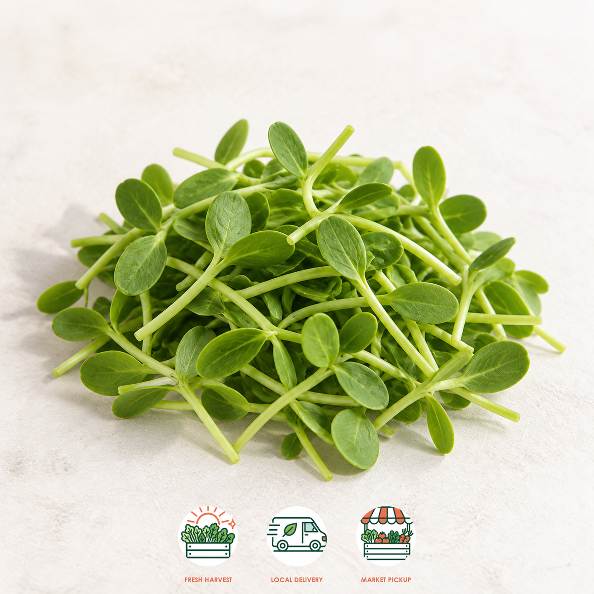 Sweet Melon Shoots