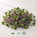 Unicorn Kale Microgreens