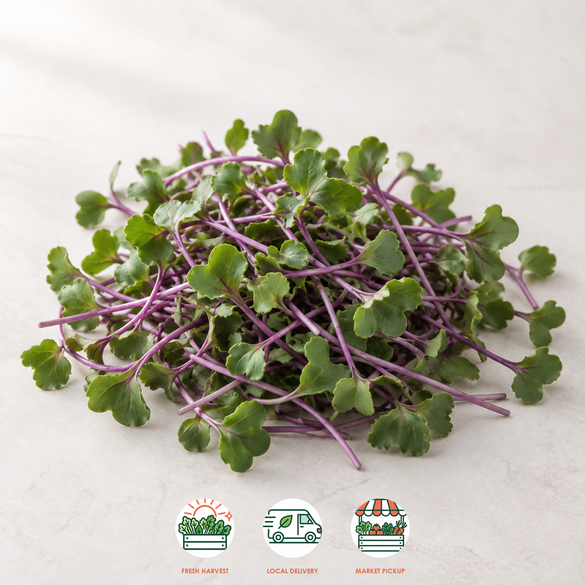 Unicorn Kale Microgreens